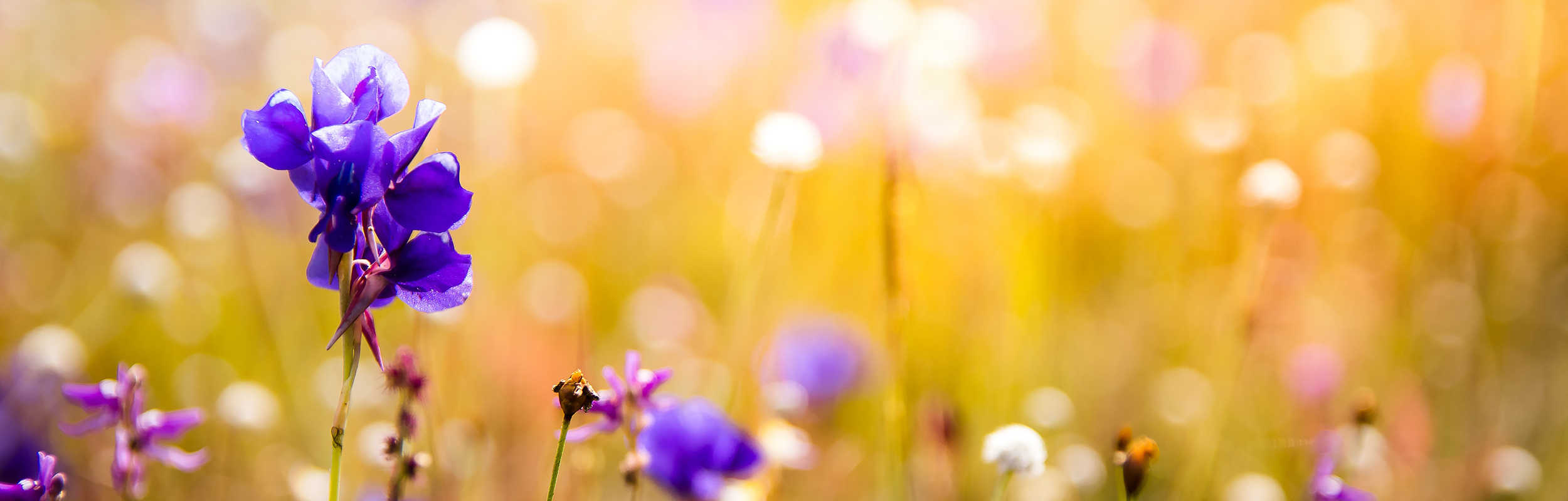 2500x800_11_optimized