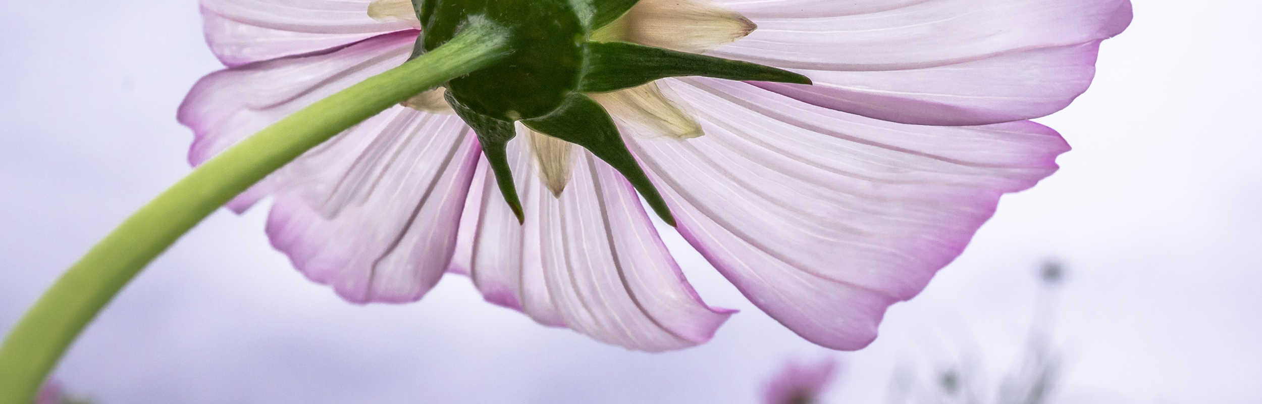 2500x800_18_optimized