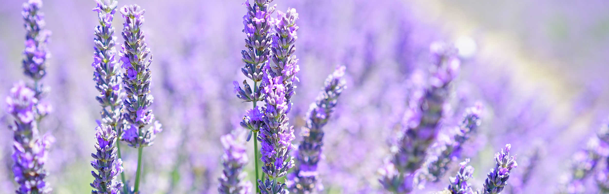 2500x800_7_optimized