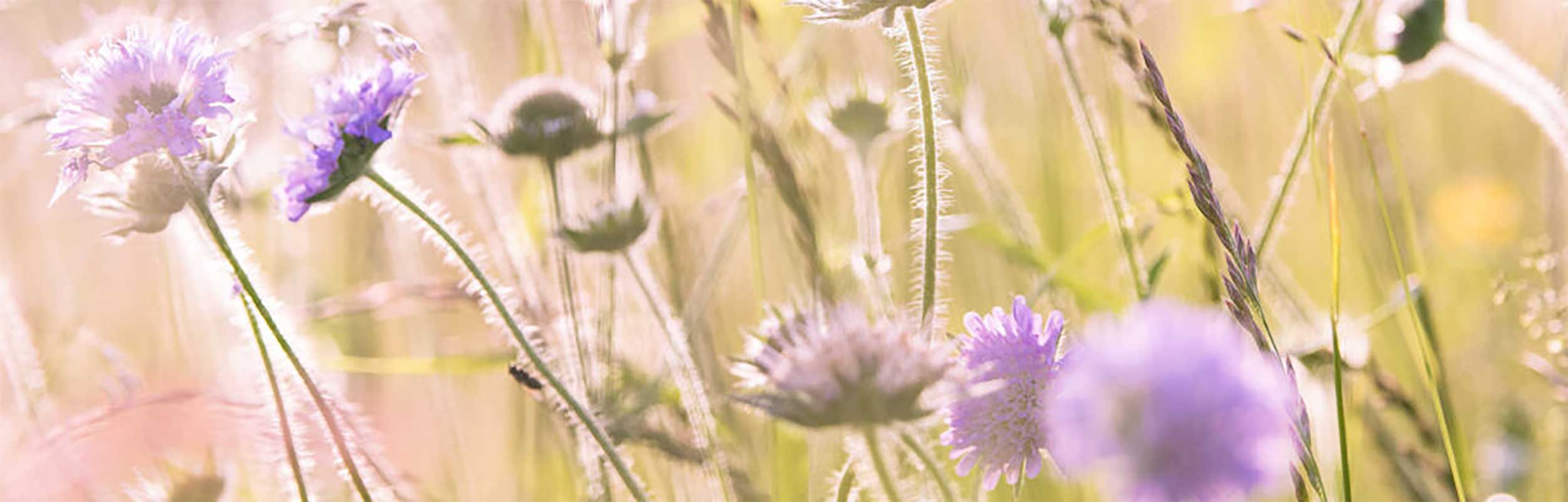 Lullabed_kontakt_header