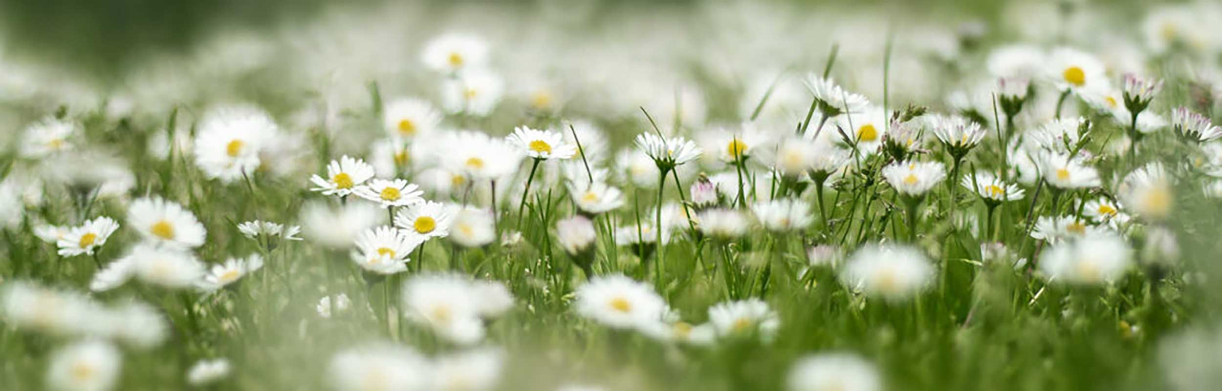 Lullabed_partnerid_header